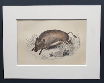 The Wild Boar - Original 1851 John Tallis woodblock print