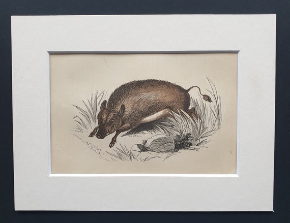 The Wild Boar - Original 1851 John Tallis woodblock print