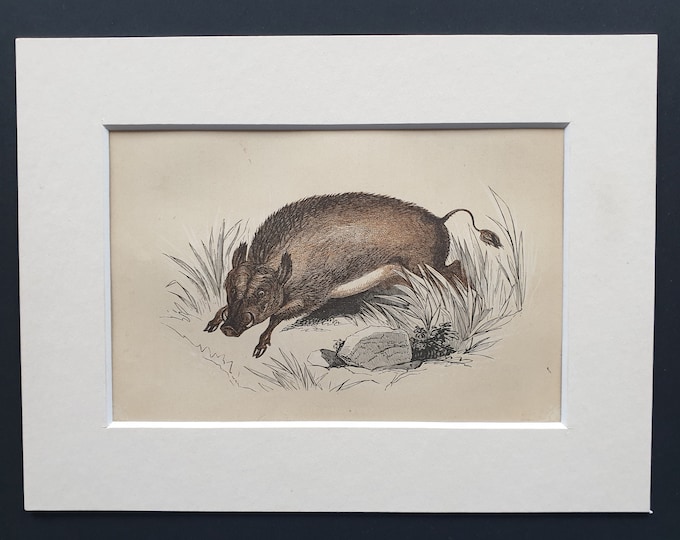 The Wild Boar - Original 1851 John Tallis woodblock print