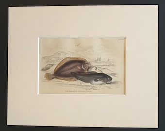 The Tadpole Fish, Salt Water Flounder - Original c1860 hand coloured fish print in mount