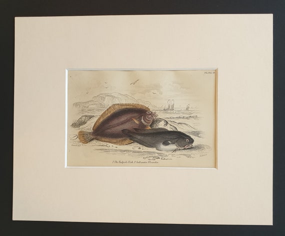 The Tadpole Fish, Salt Water Flounder - Original c1860 hand coloured fish print in mount