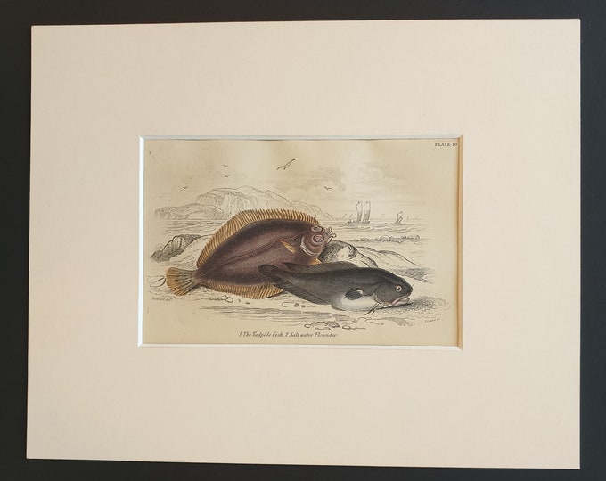The Tadpole Fish, Salt Water Flounder - Original c1860 hand coloured fish print in mount