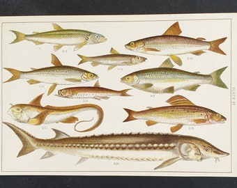 Original 1915 fish print - Plate 27