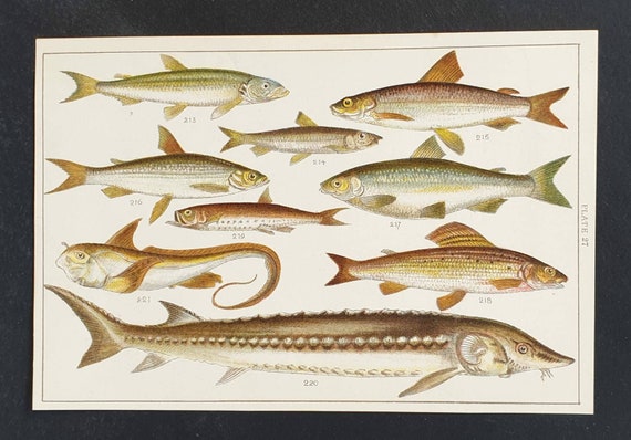 Original 1915 fish print - Plate 27