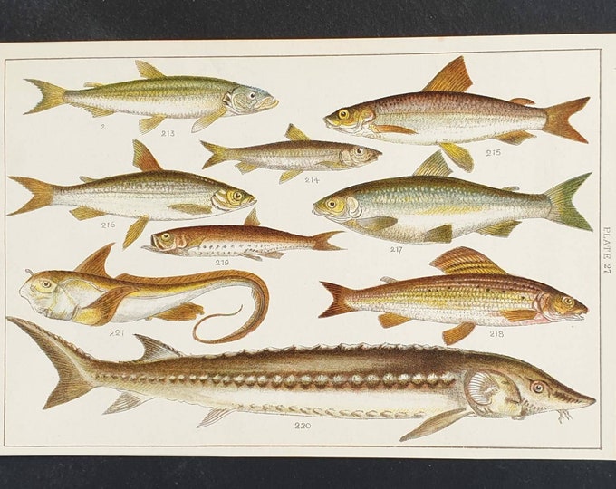 Original 1915 fish print - Plate 27