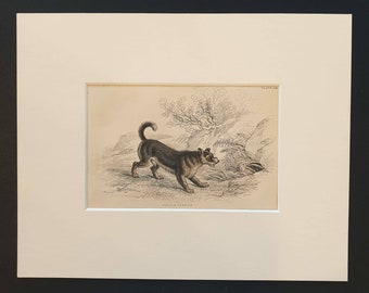 Scotch Terrier - Original 1840 hand coloured mammalia print in mount
