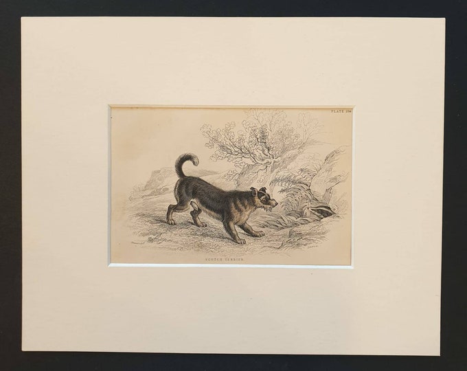 Original 1840 hand coloured mammalia print in mount - Scotch Terrier