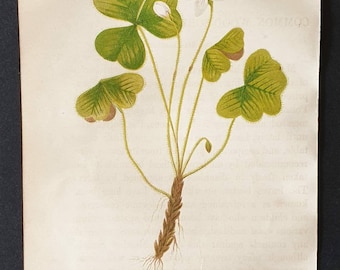 Wood Sorrel - Original 1857 poisonous plant print