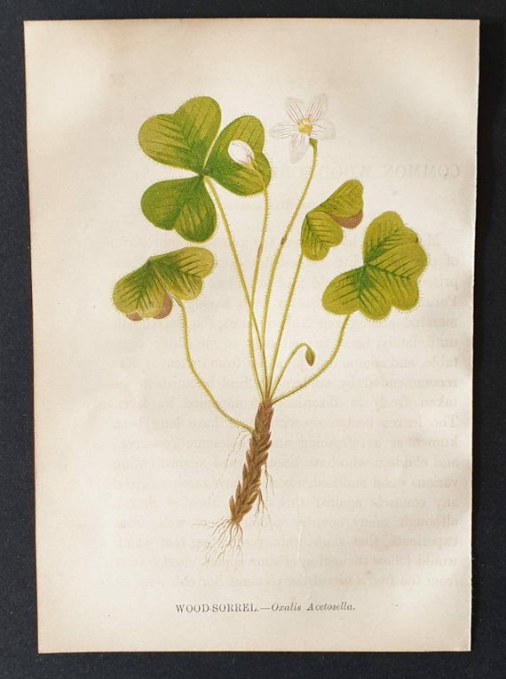 Original 1857 poisonous plant print - Wood Sorrel