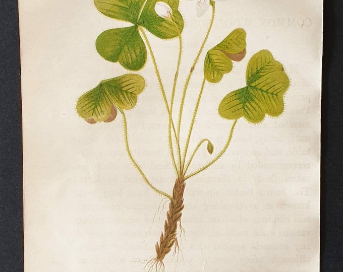 Original 1857 poisonous plant print - Wood Sorrel