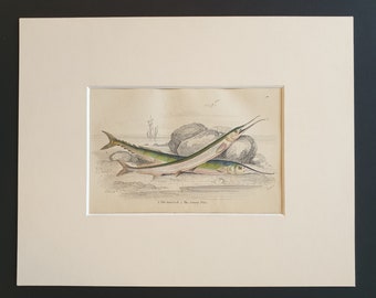 The Garfish, The Saury Pike - Original c1860 hand coloured fish print in mount