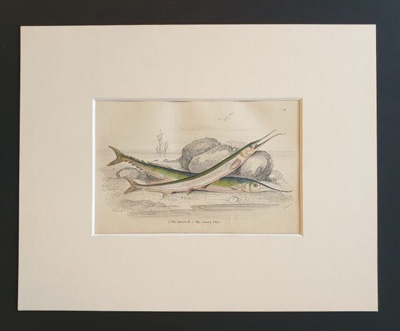 The Garfish, The Saury Pike - Original c1860 hand coloured fish print in mount