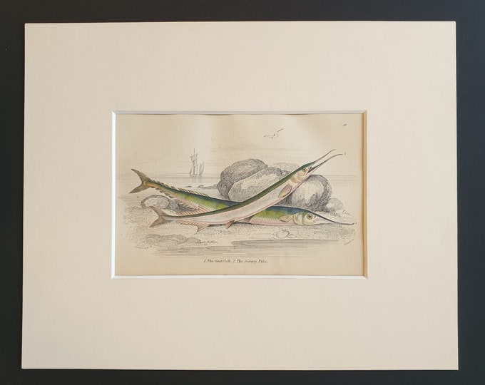 The Garfish, The Saury Pike - Original c1860 hand coloured fish print in mount