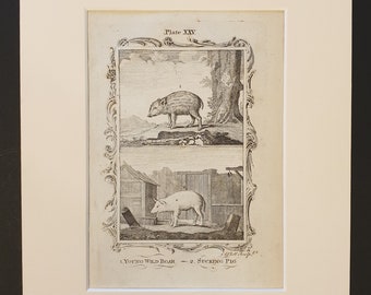 Young Wild Boar and Sucking Pig - Original 1791 Buffon print in mount