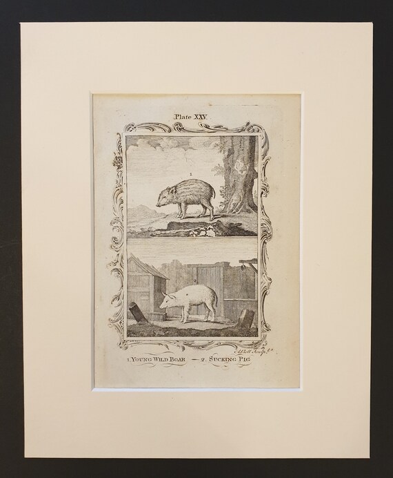 Young Wild Boar and Sucking Pig - Original 1791 Buffon print in mount
