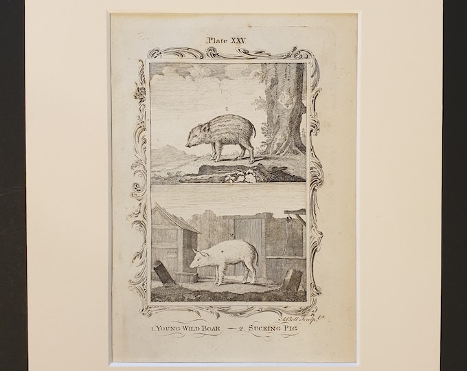 Young Wild Boar and Sucking Pig - Original 1791 Buffon print in mount
