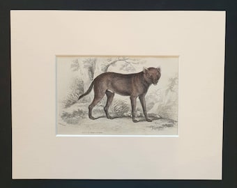 Dhole, Native of India - Original 1839 hand coloured mammalia print in mount