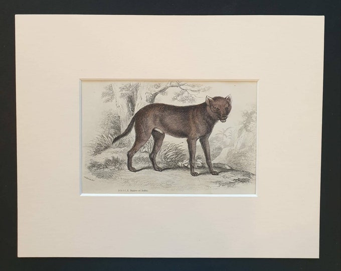 Original 1839 hand coloured mammalia print in mount - Dhole, Native of India