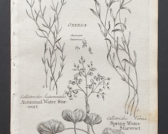 Autumnal and Spring Water Starwort, and Kidney Leaved Sowerweed- Original 1802 Culpeper engraving (160)