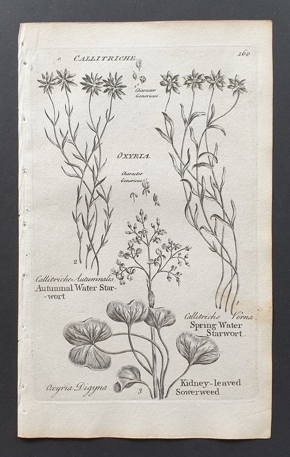 Autumnal and Spring Water Starwort, and Kidney Leaved Sowerweed- Original 1802 Culpeper engraving (160)