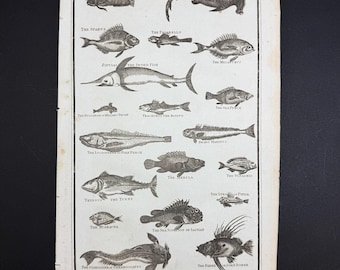 Fishes - Original c1785 Antique Print