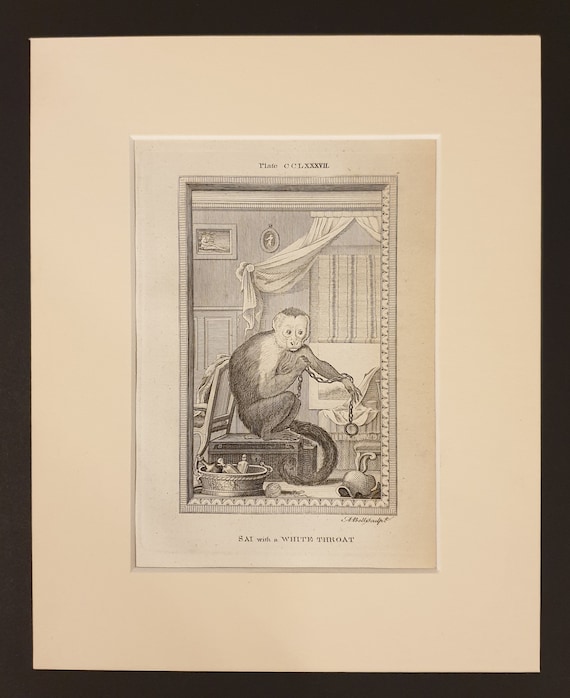 White Throated Sai - Original 1791 Buffon print in mount