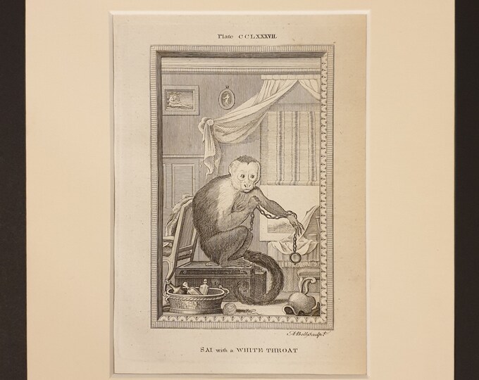 White Throated Sai - Original 1791 Buffon print in mount