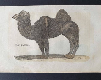 Bactrian Camel - Original 1821 hand coloured animal print