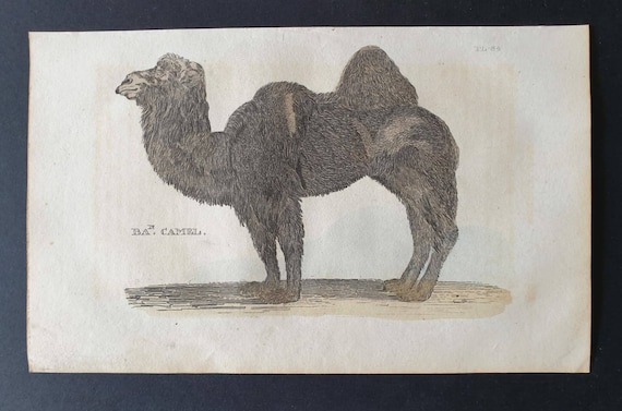 Original 1821 hand coloured animal print - Bactrian Camel