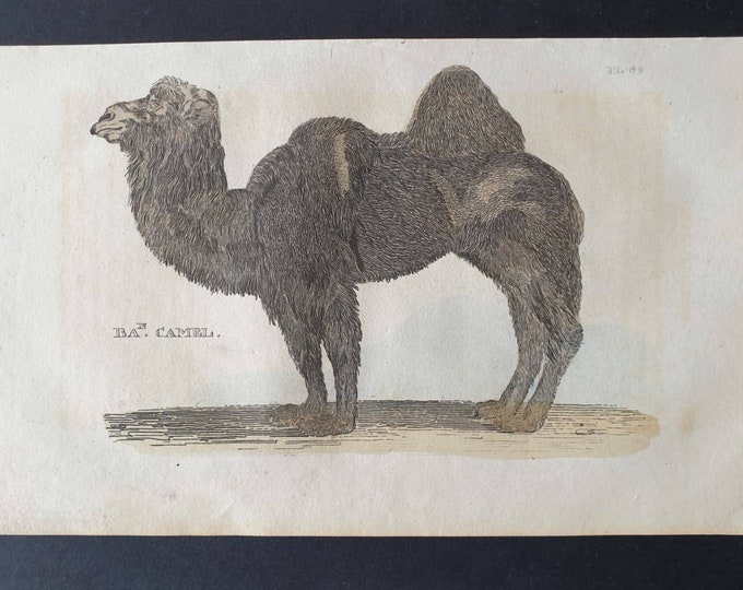 Original 1821 hand coloured animal print - Bactrian Camel
