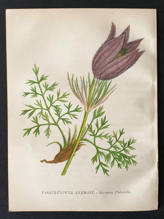 Original 1857 poisonous plant print - Pasque Flower Anemone