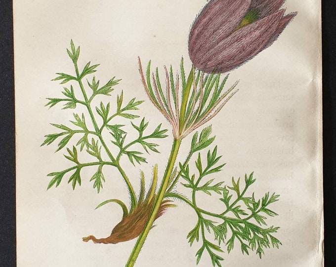 Original 1857 poisonous plant print - Pasque Flower Anemone