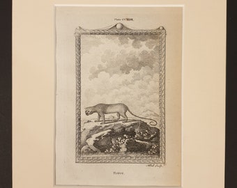 Potot - Original 1791 Buffon print in mount