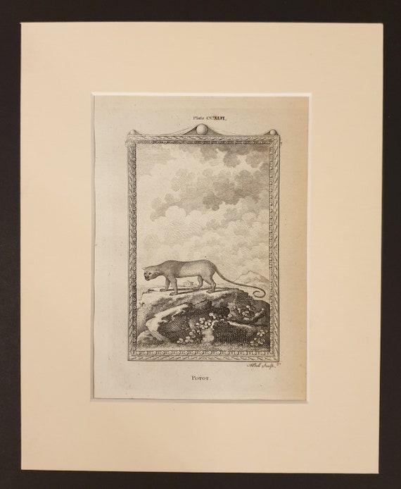 Potot - Original 1791 Buffon print in mount