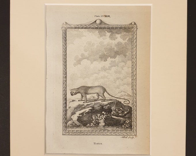 Potot - Original 1791 Buffon print in mount