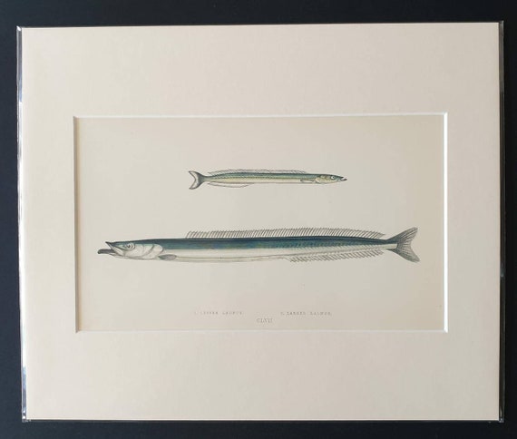 Lesser and Larger Launce - Original 1866 'History of the Fishes of the British Islands' print