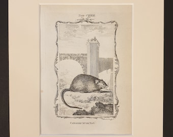 Canadian Musk Rat - Original 1791 Buffon print in mount