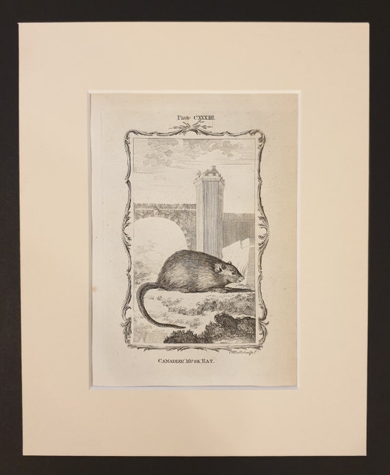 Canadian Musk Rat - Original 1791 Buffon print in mount
