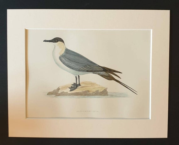 Original 1891 hand coloured bird print in mount - Long Tailed Skua