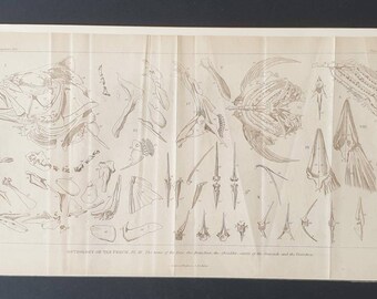 Osteology of the Perch - Original 1834 Animal Kingdom print