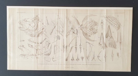 Original 1834 Animal Kingdom print - Osteology of the Perch