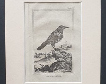 The Nut Cracker - Original 1812 Buffon print in mount (65)