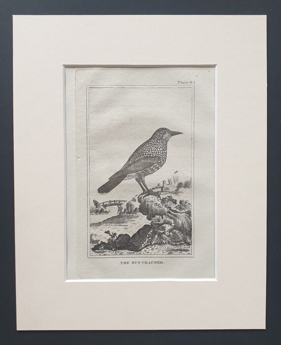 The Nut Cracker - Original 1812 Buffon print in mount (65)