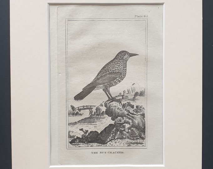The Nut Cracker - Original 1812 Buffon print in mount (65)