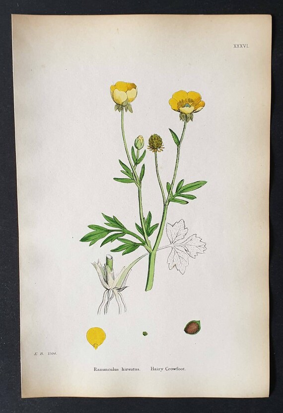 Original 1863 hand coloured botanical print - Hairy Crowfoot