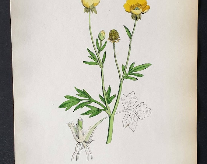 Original 1863 hand coloured botanical print - Hairy Crowfoot