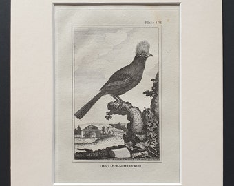 The Touraco Cuckoo - Original 1812 Buffon print in mount (151)
