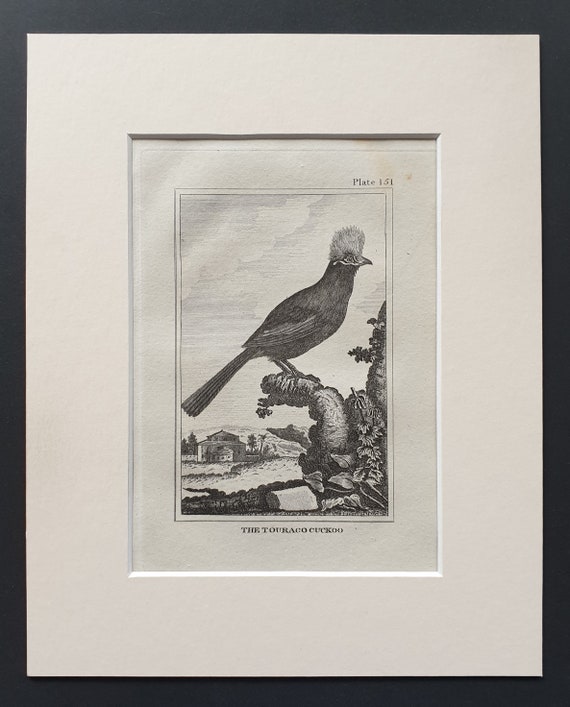 The Touraco Cuckoo - Original 1812 Buffon print in mount (151)