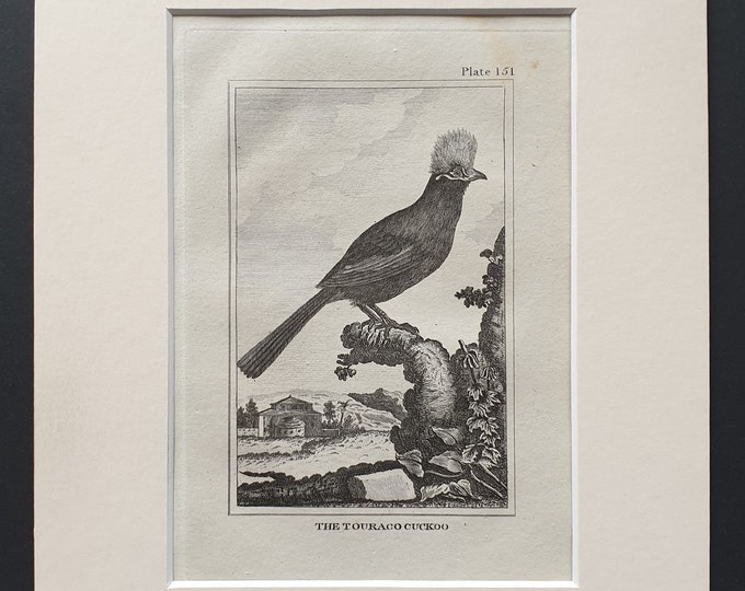 The Touraco Cuckoo - Original 1812 Buffon print in mount (151)