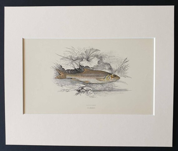 Original 1867 'History of the Fishes of the British Islands' print - Gudgeon